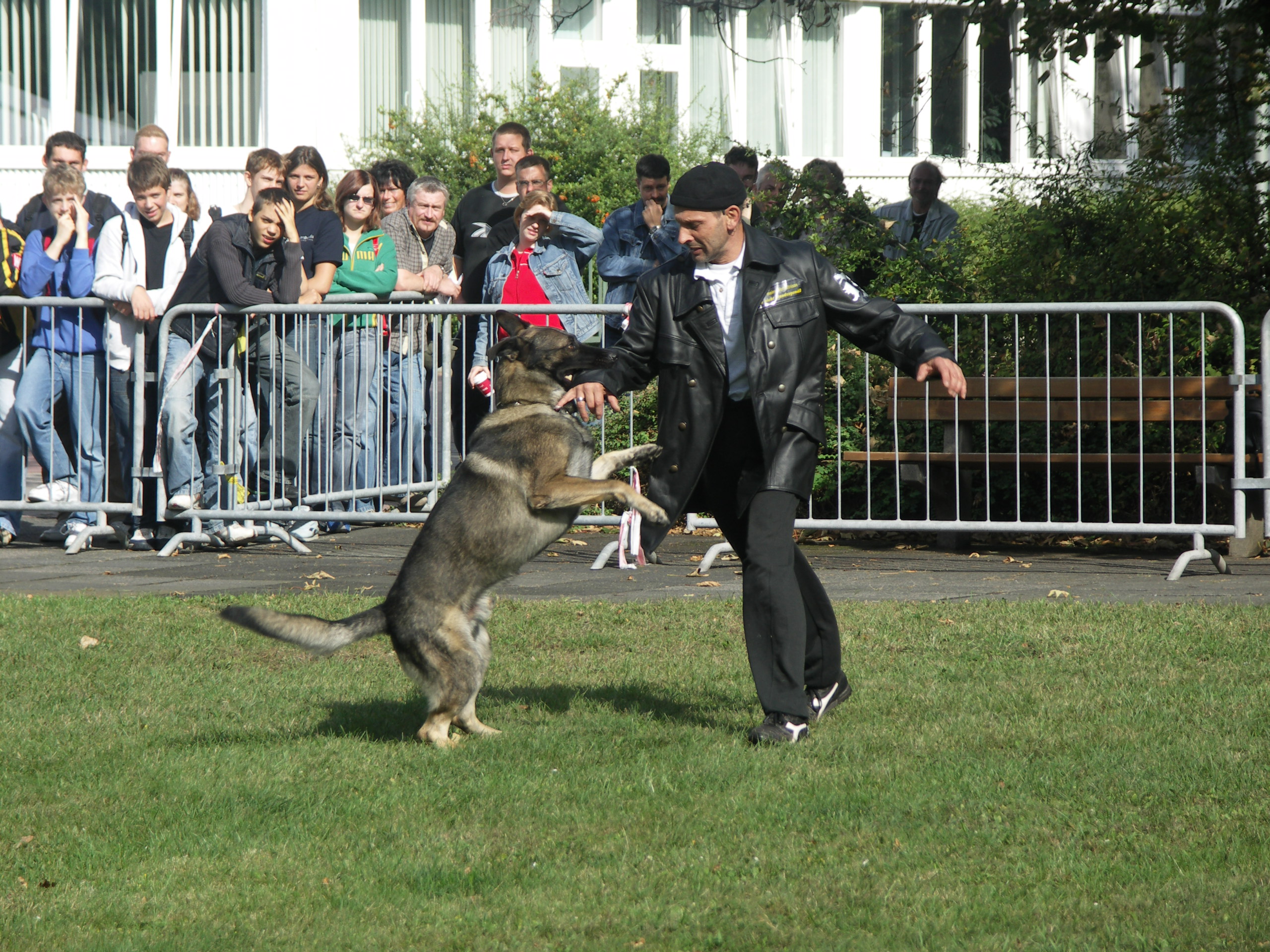 Hundevorführung Hundevorführung