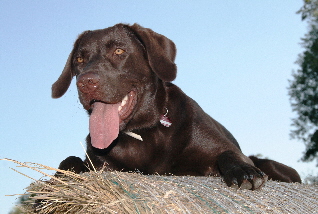 Akitana von der Merseburg