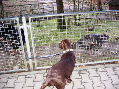 Im Opelzoo