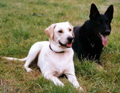 Max und Pando
