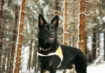 Im Schnee
